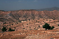 Strata in the hills of the Anti-Atlas, Tafraoute region, Morocco. March 2007.