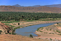 Draa Valley landscape with date palm (Phoenix dactylifera) plantation. The river Draa seeps into the sand of the Sahara desert and disappears. Morocco, March 2007.