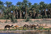 Dromedary camels (Camelus dromedarius) walking in the Draa Valley with a date palm plantation behind. Morocco, March 2007.