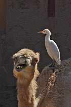 Cattle egret (Bubulcus ibis) on back of Dromedary camel (Camelus dromedarius), Morocco.