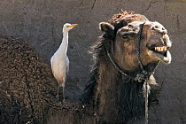 Cattle egret (Bubulcus ibis) on back of Dromedary camel (Camelus dromedarius), Morocco.