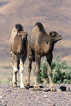 Two feral Dromedary camels (Camelus dromedarius), Morocco.