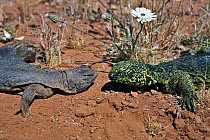 Two Moroccan Spiny-tailed Lizards (Uromastyx acanthinurus), male (right, green) and female (left), Morocco.