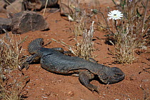 Moroccan Spiny-tailed Lizard (Uromastix acanthinurus) female, Sahara, Morocco.