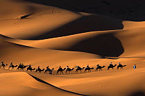 Dromedary camel (Camelus dromedarius) train crossing Merzouga dunes, Tafilalt, Sahara, Morocco, March 2007.