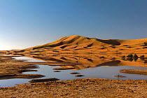 Temporary rain-fed lagoon at Merzouga dunes, Tafilalt, Sahara, Morocco. March 2007.