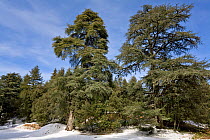 Atlas cedar forest (Cedrus atlantica), Ifrane Nature Reserve, Middle Atlas, Morocco. March 2007.