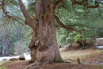 Barbary Ape (Macaca sylvanus) and Atlas cedar tree (Cedrus atlantica) in the Middle Atlas, Morocco.