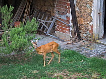Roe deer (Capreolus capreolus) in garden of house. Piemonte, Italy.