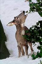 Roe deer (Capreolus capreolus) feeding on holly leaves in snow. Piemonte, Italy.