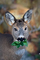 Roe deer (Capreolus capreolus) in winter, feeding on Viburnum tinus leaves. Piemonte, Italy.