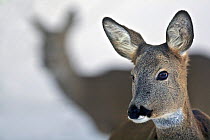 Roe deer (Capreolus capreolus), with another behind. Piemonte, Italy.