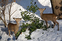 Roe deer (Capreolus capreolus) females winter feeding on Holly (Ilex aquifolium). Piemonte, Italy.