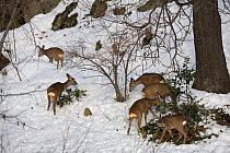 Roe deer (Capreolus capreolus) group winter feeding on Holly (Ilex aquifolium). Piemonte, Italy.
