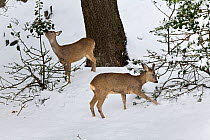 Roe deer (Capreolus capreolus) feeding on Holly (Ilex aquifolium) in winter. Male on right, female on left. Piemonte, Italy.