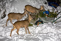 Roe deer (Capreolus capreolus) investigating evergreen clippings left in wheelbarrow in suburban garden. Piemonte, Italy.