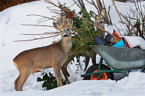 Roe deer (Capreolus capreolus) investigating evergreen clippings left in wheelbarrow in suburban garden. Male left, female right. Piemonte, Italy.