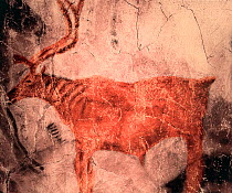 Prehistoric rock painting of Reindeer in Tito Bustillo cave, Asturias, Spain. July 2008.