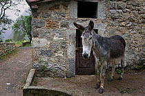 Donkey (Equus asinus) in Bulnes village, Picos de Europa National Park, Cantabria, Spain. July 2008.