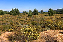 Sierra de la Culebra landscape, Castilla y Leon, Spain, July 2008. Wolf habitat.