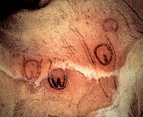 Prehistoric rock painting of human vulvas, Tito Bustillo cave, Asturias, Spain. July 2008.