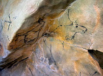 Museum reconstruction of 12,000 year old prehistoric rock painting: of Reindeer (Rangifer tarandus) and horse (Equus sp). Las Monedas cave, Cantabria, Spain.