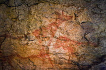 Prehistoric rock painting of ungulates, El Pendo cave, Spain.