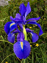 English Iris (Iris latifolia), Somiedo, Spain.