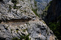 Cares Gorge, Picos de Europa National Park, Cantabria, Spain. July 2008.