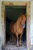 Horse in doorway of abandoned house. Picos de Europa National Park, Cantabria, Spain.