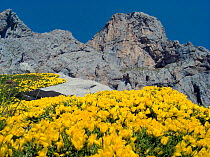 Yellow flowers (Echinospartum horridum), Picos de Europa National Park, Cantabria, Spain. July 2008.