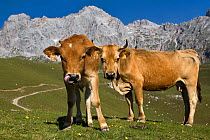 Cows (Bos taurus) in Aliva valley, one licking its nose. Picos de Europa National Park, Cantabria, Spain. July 2008.