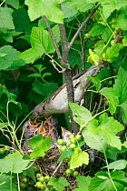 Barred warbler (Sylvia nisoria) feeding young at  nest, Moscow Region, Russia, June