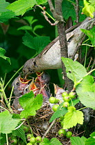 Barred warbler (Sylvia nisoria) feeding young in nest, Moscow Region, Russia, June