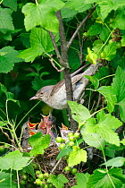 Barred warbler (Sylvia nisoria) perched above nest with hungry chicks, Moscow Region, Russia, June