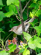 Barred warbler (Sylvia nisoria) perched above nest with hungry young, Moscow Region, Russia, June