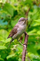 Barred warbler (Sylvia nisoria) perched on branch, Moscow Region, Russia, June