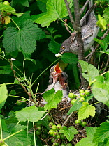 Barred warbler (Sylvia nisoria) feeding young in nest, Moscow Region, Russia, June