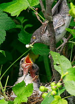 Barred warbler (Sylvia nisoria) feeding chick in nest, Moscow Region, Russia, June