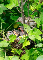Barred warbler (Sylvia nisoria) with food for chicks at nest, Moscow Region, Russia, June