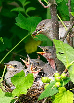 Barred warbler (Sylvia nisoria) with food for chicks in nest, Moscow Region, Russia, June