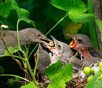 Barred warbler (Sylvia nisoria) feeding chicks in nest, Moscow Region, Russia, June