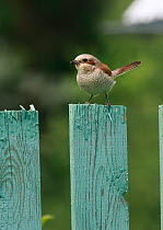 Female Red backed shrike (Lanius collurio) on fence post, Moscow Region, Russia, June