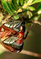 Cockchafer (most likely Melolontha hippocastani) pair mating, Moscow region, Russia, June