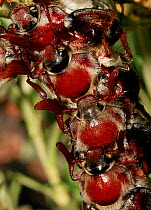 Cockchafer (most likely Melolontha hippocastani) group mating, Moscow region, Russia, June