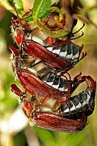 Cockchafer (most likely Melolontha hippocastani) group mating, Moscow region, Russia, June