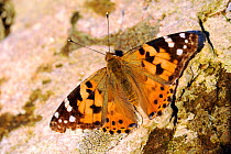 Painted Lady butterfly {Vanessa cardui} resting on stone wall, Cornwall, UK. June
