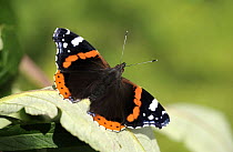 Red admiral butterfly {Vanessa atalanta} resting on Buddleia leaf, north Cornwall, UK. July