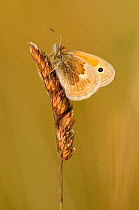 Small heath butterfly {Coenonympha pamphilus} resting on grass flowers, Gwithian Towans, Cornwall, UK. June