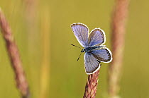 Silver-studded blue butterfly {Plebejus argus} wings open, resting on grass, Cornwall, UK. June